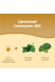 Липозомен коензим Q10 200mg - 250ml | Bandini Pharma - Италия